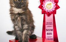 кошечка мейн – кун с титулом котенок-чемпион 3 месяца