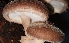Домашние грибы шиитаке