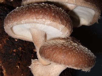 Новое фотографию  Домашние грибы шиитаке! 34219869 в Мурманске