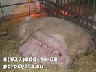 Свежее фото Другие животные Поросята на доращивание 34242239 в Мытищи