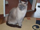 Скачать бесплатно фото Потерянные потерялся кот - сиамский с голубыми глазами, 32881473 в Набережных Челнах