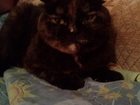 Новое foto Вязка ищу кота 34064978 в Набережных Челнах