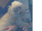 Новое фото Потери пропала собака карликовый абрикосовый пудель, кличка Джема 33535907 в Нижнем Новгороде