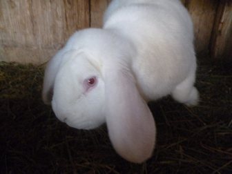 Смотреть фотографию  продам кроликов породы баран фландр и новозеландцы белые и рыжие 32691133 в Воткинске