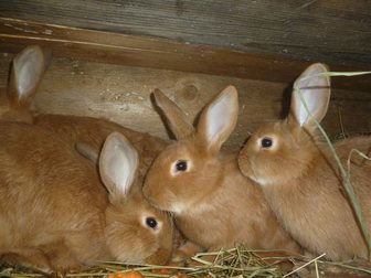 Просмотреть фото  продам кроликов породы баран фландр и новозеландцы белые и рыжие 32691133 в Воткинске