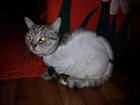 Свежее фото Услуги для животных Стрижка кошек и котов 33460495 в Новокузнецке