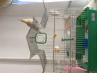 Уникальное фото Птички Продам самку карелы с клеткой и кормом 32414251 в Новосибирске