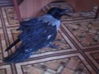 Просмотреть foto Птички ворона серая 32697018 в Новосибирске