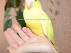 Просмотреть foto Птички Ручной ожереловый попугай – окрас золотой, 32756187 в Новосибирске