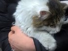 Скачать бесплатно foto  Котёнок нуждается в заботливой семье 34474892 в Новосибирске