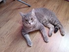 Увидеть foto Отдам даром - приму в дар Отдам кота в добрые руки, полубританец 41269763 в Новосибирске