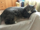 Свежее фотографию Потерялись животные Потерялся кот кличка Бабай 70348963 в Новосибирске
