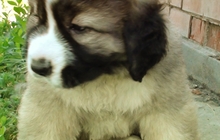 Продам очаровательных щенков кавказской овчарки