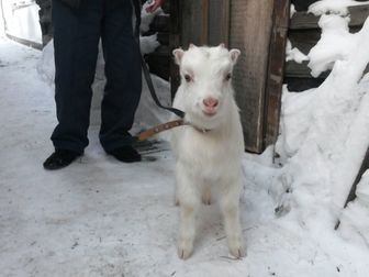Смотреть foto Другие животные Козочка и козленок ищут дом 38482070 в Новосибирске