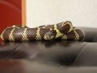 Скачать бесплатно изображение Услуги для животных Продается королевская калифорнийская змея 33773850 в Одессе
