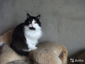 Чёрно-белый Бимулька ручной ласковый кот,  Два года, приучен к лотку и стерилизован,  Проживает в мини-приюте,  Мечтает о своем диване и о доброй семье,  Отдадим в Одинцово