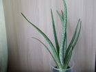 Свежее фото Растения лекарственное алоэ Вера 39442811 в Омске