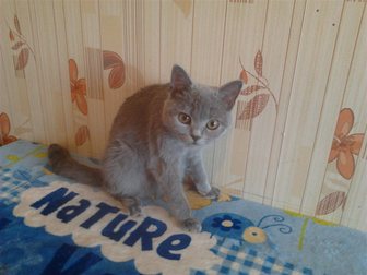 Смотреть фотографию Другие животные подрощенный котенок британской породы 33904534 в Омске
