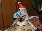 Смотреть фотографию Вязка Вязка кошек 32484241 в Орле