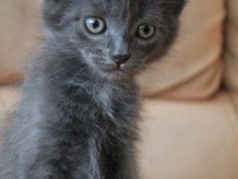 Скачать бесплатно изображение Отдам даром Ищем дом для милых котят 33142169 в Орле