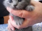 Уникальное фотографию Продажа кошек и котят Шотландский котёнок 32353940 в Оренбурге