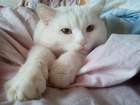 Скачать фотографию Вязка кошек Ищем кошку для вязки Пермь Мотовилиха , 68027402 в Перми