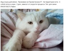 Уникальное изображение Вязка кошек Ищу кошку для вязки Пермь , 71807621 в Перми