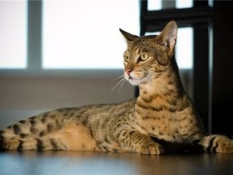 Просмотреть фото Услуги для животных передержка кошек 32702828 в Подольске