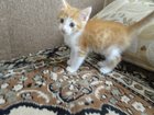 Увидеть фотографию Отдам даром Отдам замечательного рыжего котенка 33469515 в Рязани