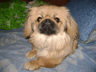 Уникальное изображение Продажа собак, щенков Отдам даром 33718299 в Рязани