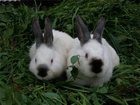  foto    34290784  