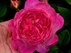 Свежее фото Растения Саженцы роз отечественной селекции 67758617 в Рязани