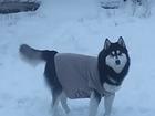 Увидеть foto Вязка собак Сибирский Хаски ищет невесту 73427843 в Рязани