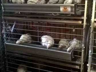 Увидеть foto  Производство ферм для домашнего птицеводства под ключ, 37641262 в Ростове-на-Дону