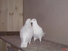 Уникальное фото  Белые голуби на свадьбу 33599518 в Санкт-Петербурге