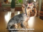Свежее фотографию Стрижка собак Услуги для животных, стрижка собак и кошек на дому 35458775 в Санкт-Петербурге