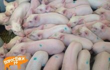 ландрас порода свиней