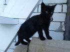 Скачать бесплатно изображение  Отдам котенка самым лучшим хозяевам 33398417 в Саратове