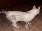 Скачать бесплатно изображение Вязка кошек Бенгальская кошечка ищет жениха для вязки 68399831 в Саратове
