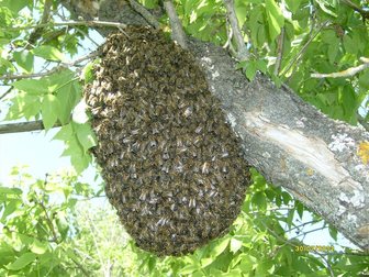 Свежее фотографию  пчелосемьи 32497159 в Саратове