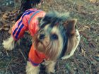 Новое фотографию Вязка собак Девочка йоркширский терьер ищет мальчика для вязки 33582088 в Севастополь