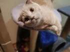 Скачать фото Вязка кошек Ищу кота-шотландского-прямоухого(серого окраса) для вязки с шотландской вислоухой кошкой, 67703641 в Северске