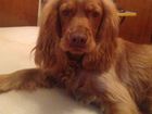 Скачать бесплатно фотографию Вязка собак Мальчик 2 года, игривый, добрый,смышленый пес, Привит, Ищет подружку, 69088369 в Старом Осколе