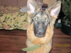 Смотреть изображение Продажа собак, щенков Отдам овчарку в добрые руки! 34761185 в Стерлитамаке