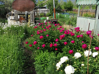 Продается отличный сад за Ашкадаром , свет , баня , рядом река Белая , участок не затапливает [#3214411#] в Стерлитамаке
