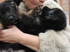 Новое фотографию Собаки и щенки Чудесные щенки немецкой овчарки 32382416 в Таганроге