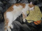 Смотреть foto Потерянные Пропал кот 33599635 в Тольятти