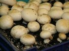 Просмотреть foto  Выращивание грибов в гараже 35848660 в Тольятти