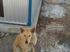 Скачать бесплатно изображение Потерянные Пропала собака 38735938 в Тольятти
