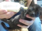 Скачать бесплатно фото Продажа собак, щенков Котята растут без матери 33389161 в Твери